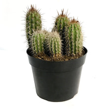 Load image into Gallery viewer, Cactus, 8in, P. gounellei &#39;Xique-Xique&#39;
