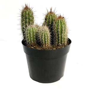 Cactus, 8in, P. gounellei 'Xique-Xique'