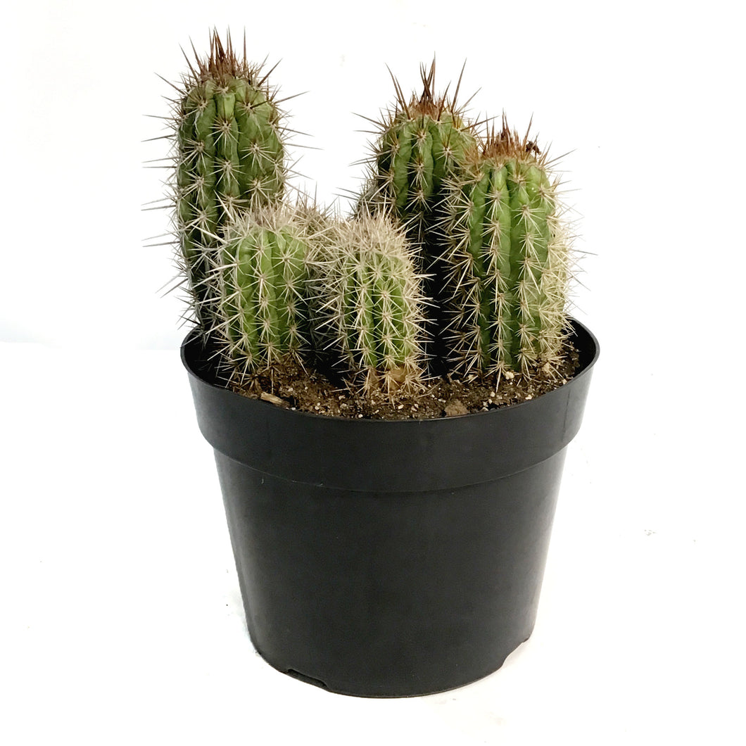 Cactus, 8in, P. gounellei 'Xique-Xique'