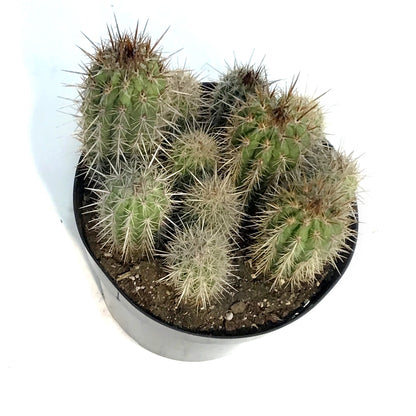 Cactus, 8in, P. gounellei 'Xique-Xique'