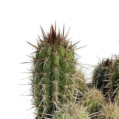 Cactus, 8in, P. gounellei 'Xique-Xique'