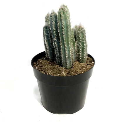 Cactus, 8in, Wooly Blue Torch
