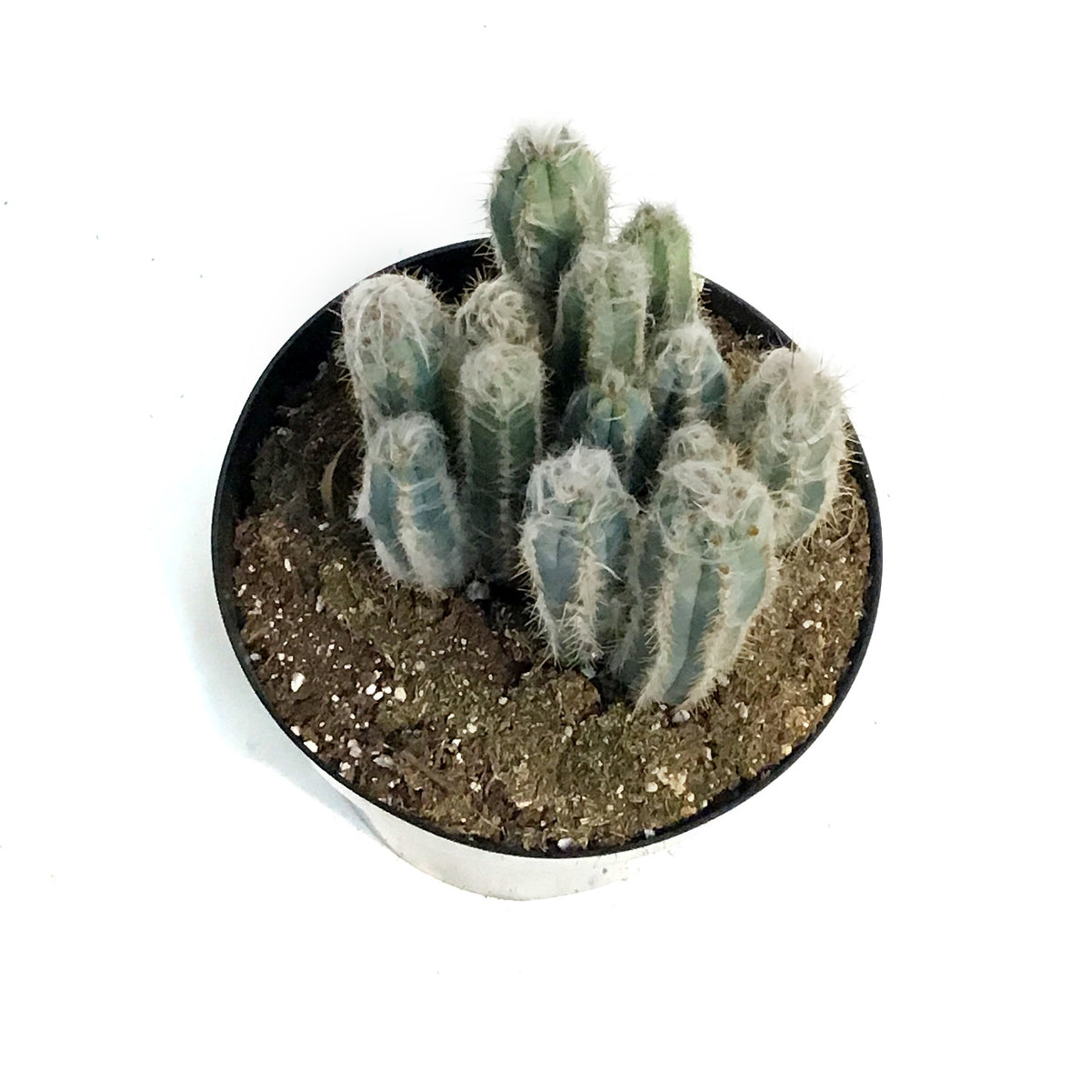 Cactus, 8in, Wooly Blue Torch