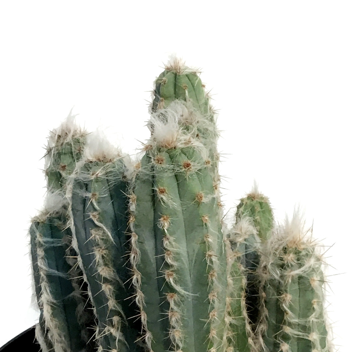 Cactus, 8in, Wooly Blue Torch