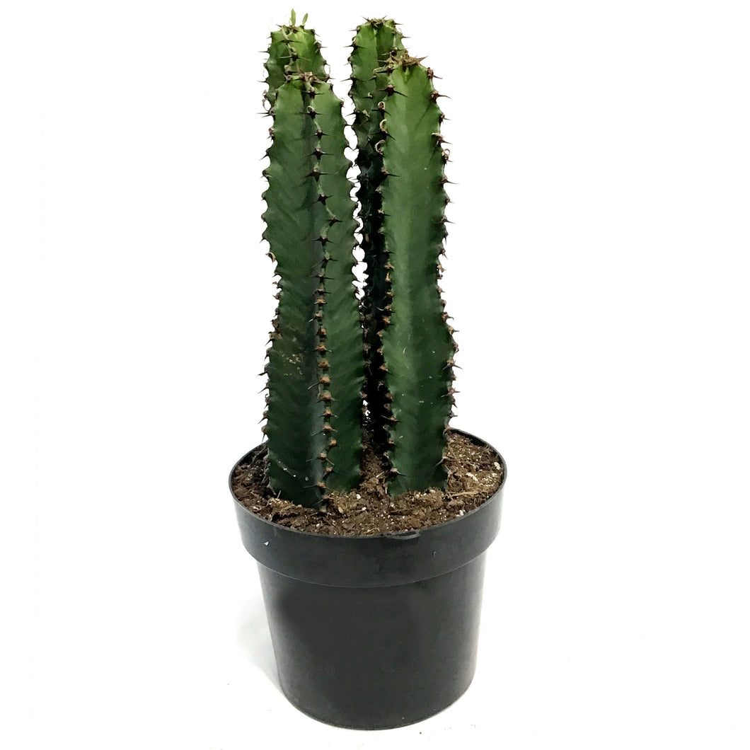 Cactus, 10in, Chocolate Drop Candelabra