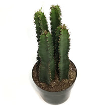 Load image into Gallery viewer, Cactus, 10in, Chocolate Drop Candelabra
