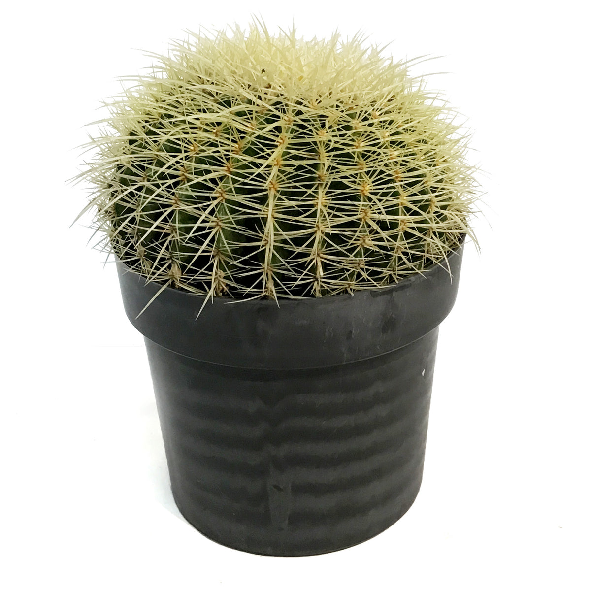 Cactus, 10in, E. grusonii 'Golden Barrel'