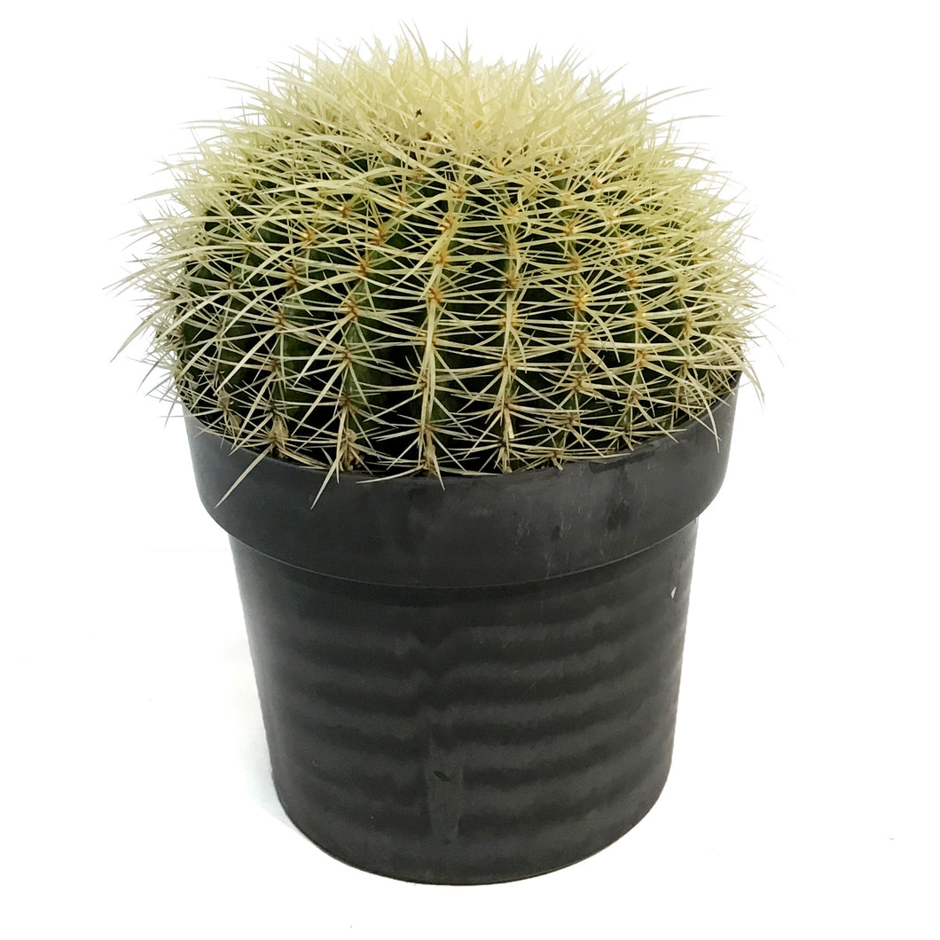 Cactus, 10in, E. grusonii 'Golden Barrel'