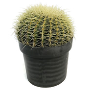 Cactus, 10in, E. grusonii 'Golden Barrel'