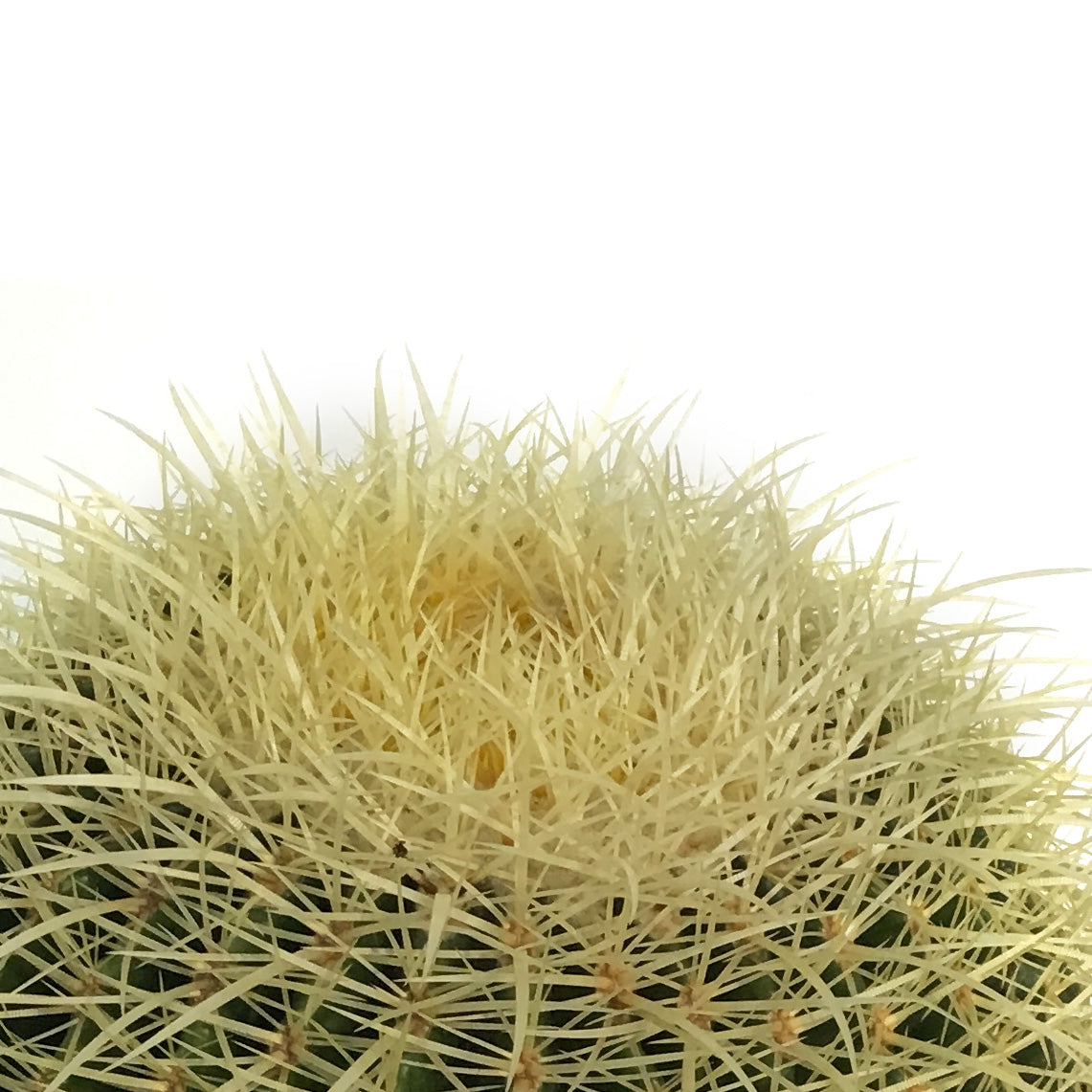 Cactus, 10in, E. grusonii 'Golden Barrel'