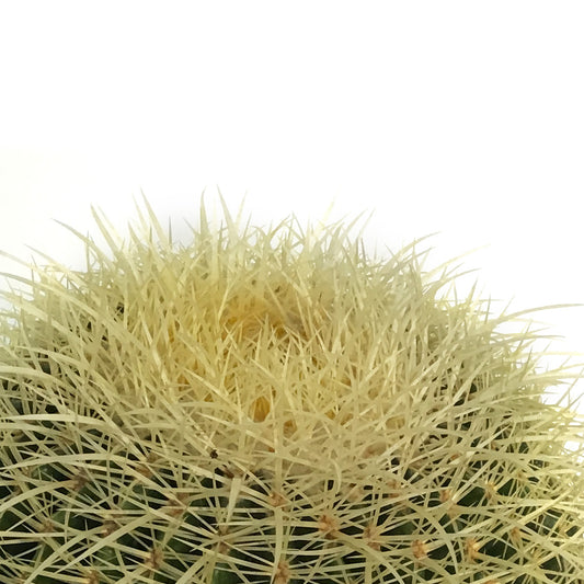 Cactus, 10in, E. grusonii 'Golden Barrel'