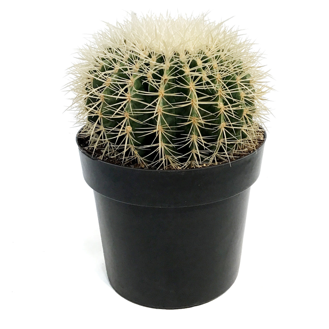 Cactus, 10in, E. grusonii 'Silver Barrel'