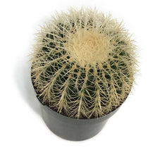 Load image into Gallery viewer, Cactus, 10in, E. grusonii &#39;Silver Barrel&#39;
