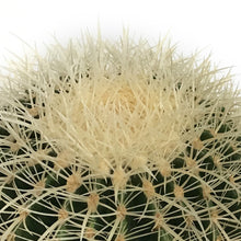 Load image into Gallery viewer, Cactus, 10in, E. grusonii &#39;Silver Barrel&#39;
