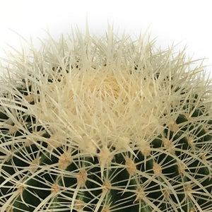 Cactus, 10in, E. grusonii 'Silver Barrel'