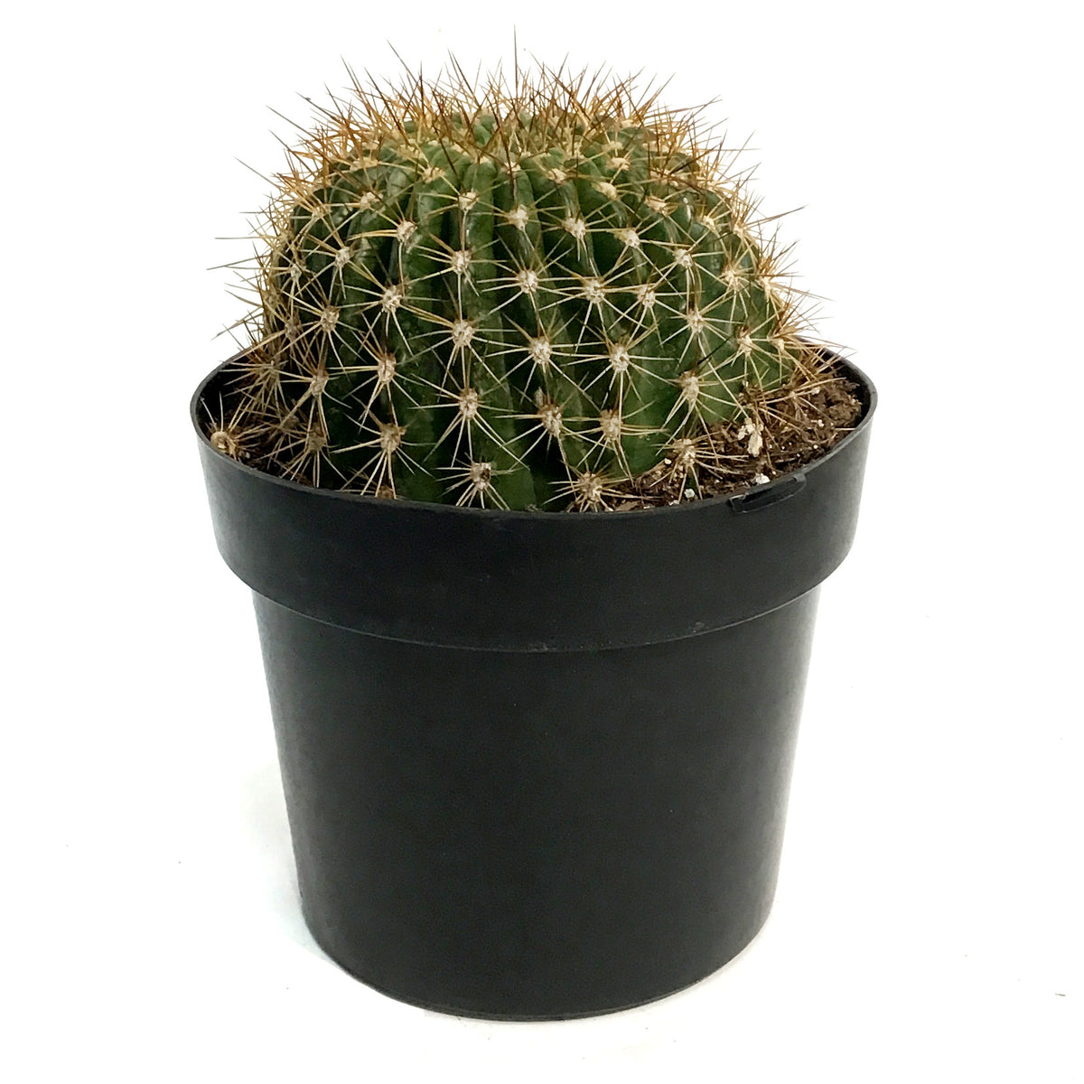 Cactus, 10in, Trichocereus Copper Barrel