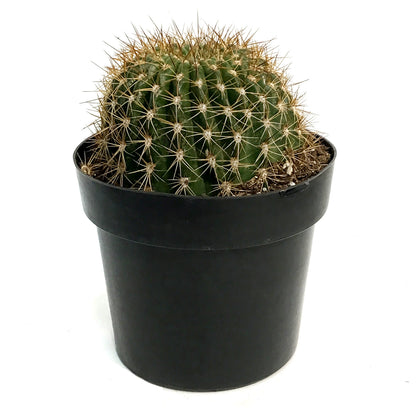 Cactus, 10in, Trichocereus Copper Barrel