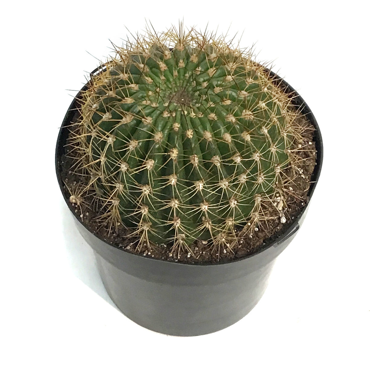 Cactus, 10in, Trichocereus Copper Barrel