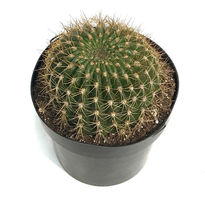 Cactus, 10in, Trichocereus Copper Barrel