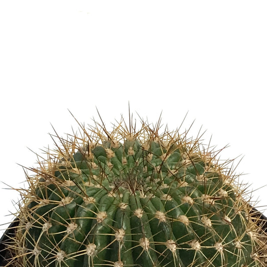 Cactus, 10in, Trichocereus Copper Barrel