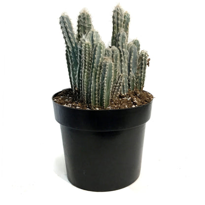 Cactus,10IN, Wooly Blue Torch