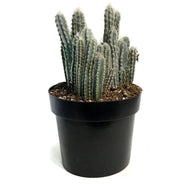 Cactus,10IN, Wooly Blue Torch