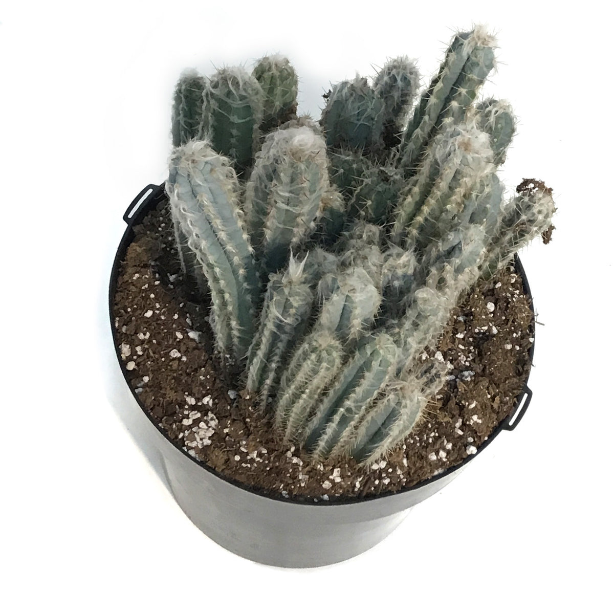 Cactus,10IN, Wooly Blue Torch