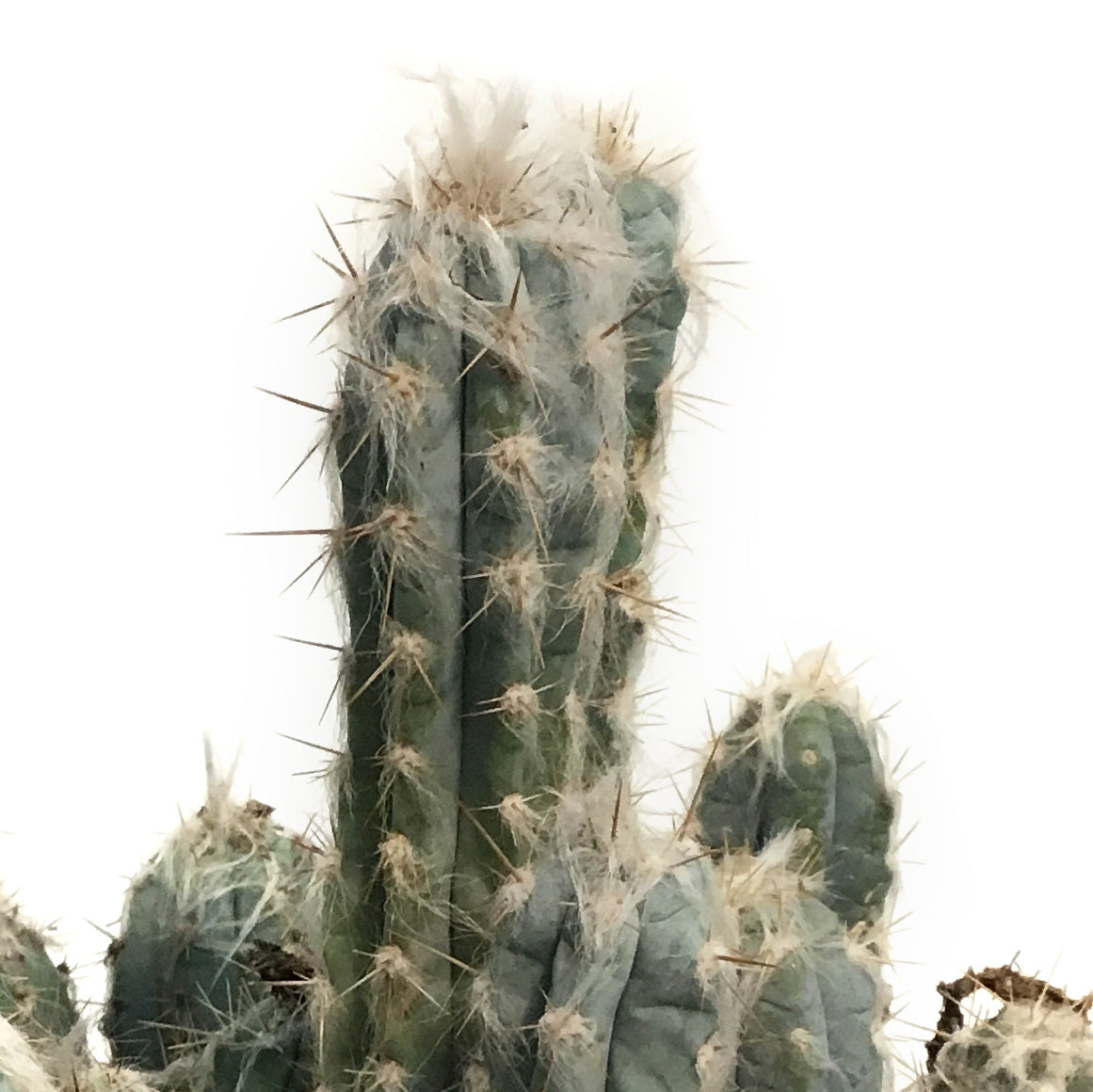 Cactus,10IN, Wooly Blue Torch