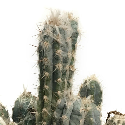 Cactus,10IN, Wooly Blue Torch