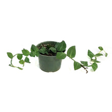 Load image into Gallery viewer, Rhaphidophora, 4in,
