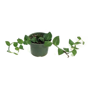 Rhaphidophora, 4in,