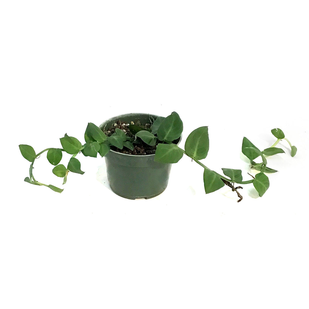 Rhaphidophora, 4in,