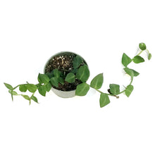 Load image into Gallery viewer, Rhaphidophora, 4in,

