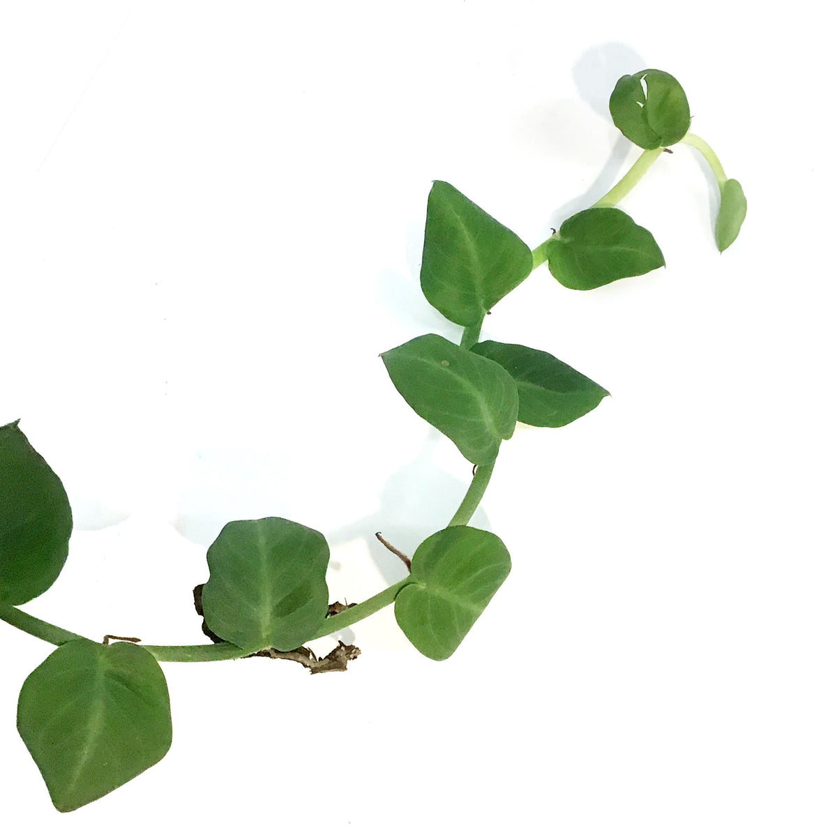 Rhaphidophora, 4in,