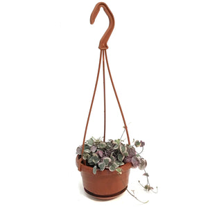 String of Hearts Variegated, 4in HB, Ceropegia