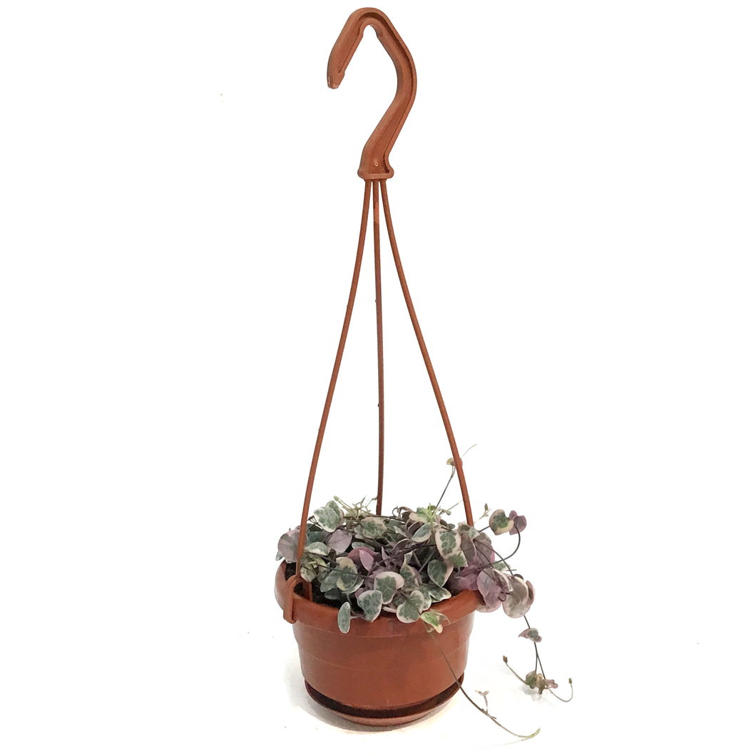 String of Hearts Variegated, 4in HB, Ceropegia