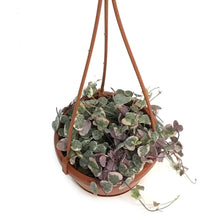 Load image into Gallery viewer, String of Hearts Variegated, 4in HB, Ceropegia
