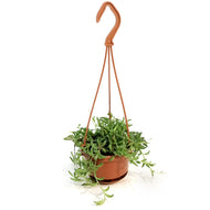 String of Bananas, 4in, HB,Senecio radicans