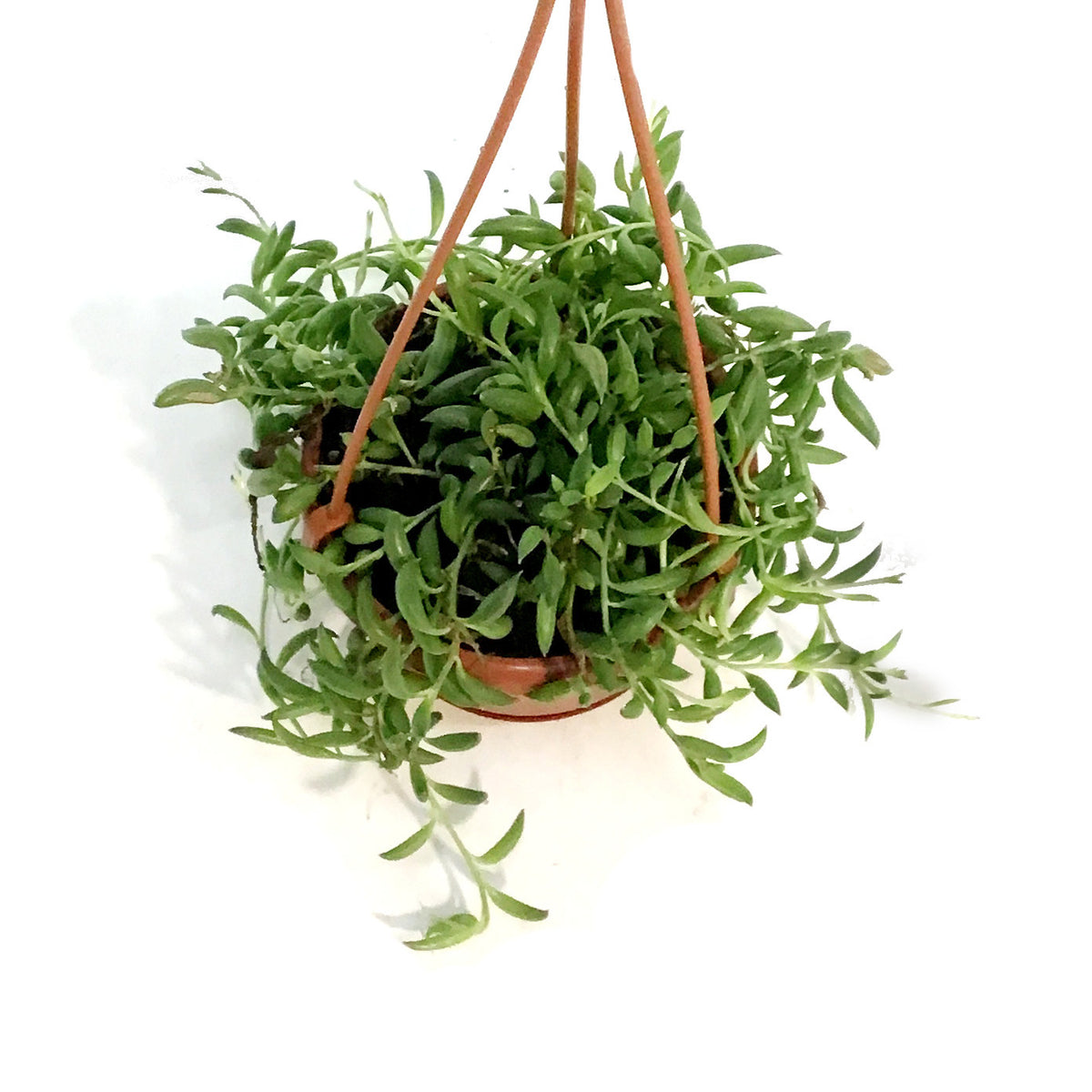 String of Bananas, 4in, HB,Senecio radicans