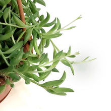 Load image into Gallery viewer, String of Bananas, 4in, HB,Senecio radicans
