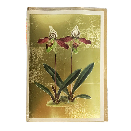 Cypripedium Meirax Greeting Card