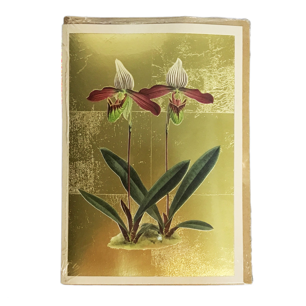 Cypripedium Meirax Greeting Card
