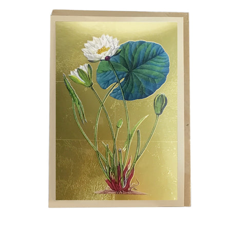 Pond Lily Greeting Card