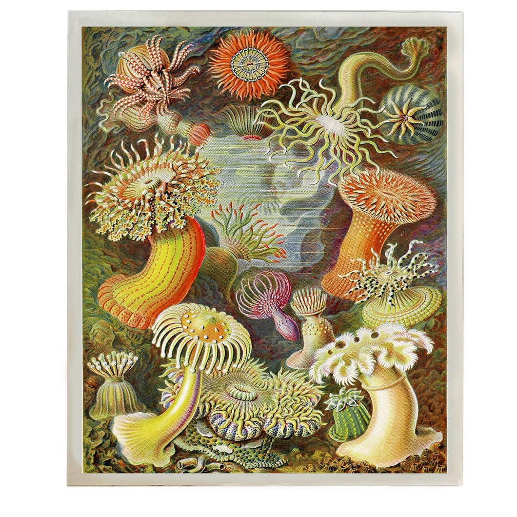 Anenomes Large Art Print