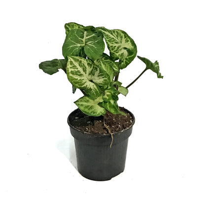 Nephthytis, 4in, Glo Go