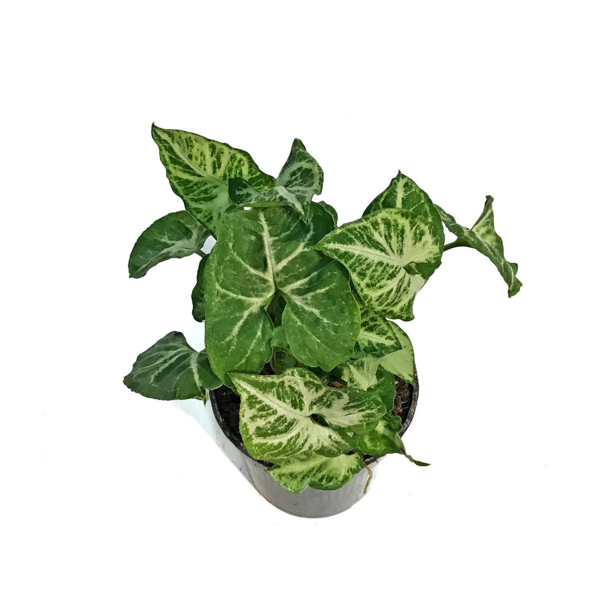 Nephthytis, 4in, Glo Go