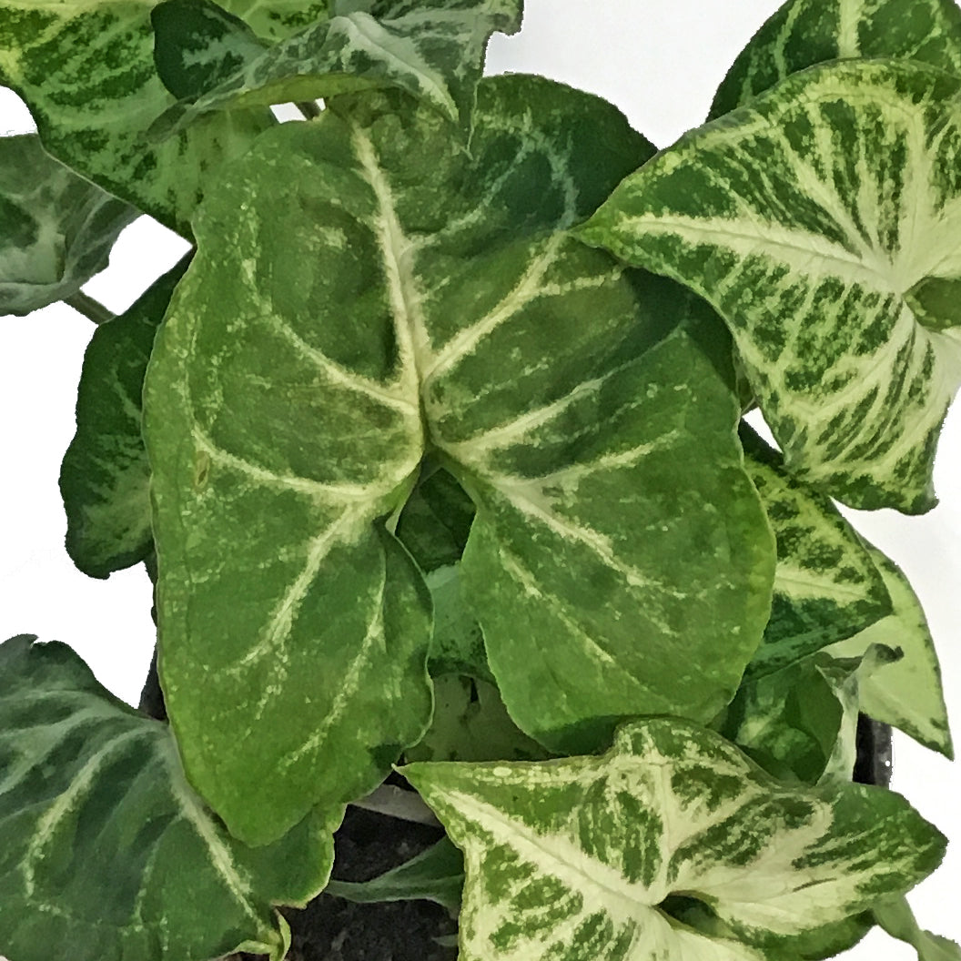 Nephthytis, 4in, Glo Go