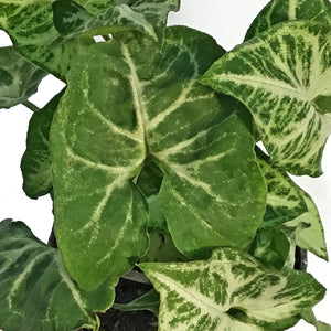 Nephthytis, 4in, Glo Go