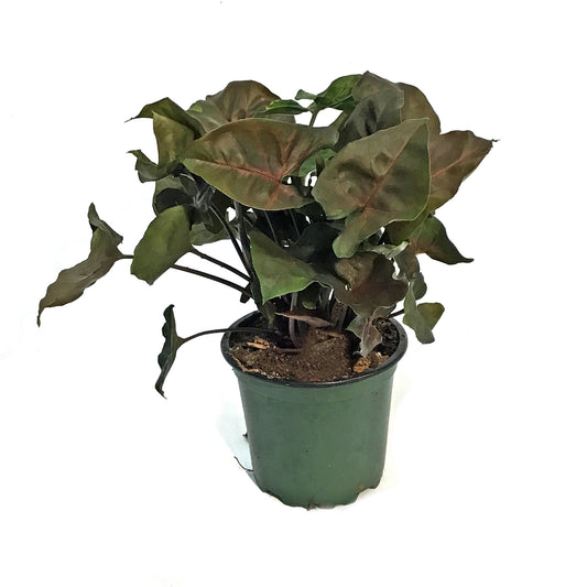 Nephthytis, 4in, Merry Maria