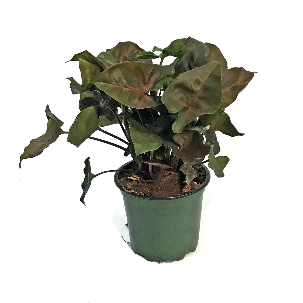 Nephthytis, 4in, Merry Maria